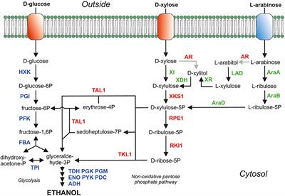 Engineering of Pentose Transport in Saccharomyces cerevisiae for Biotechnological Applications